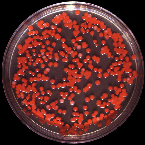 Pink Slime Bacteria on Dishwasher